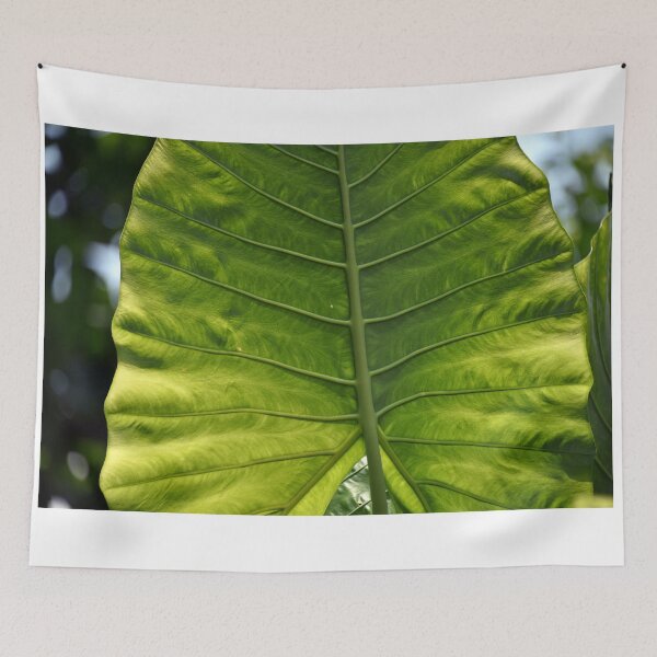Item preview, Leaf (best quality and highest resolution) designed and sold by Pete Klimek.