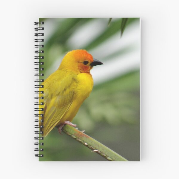 Item preview, Through a child’s eyes - close up yellow and orange bird 1 designed and sold by exploramum.