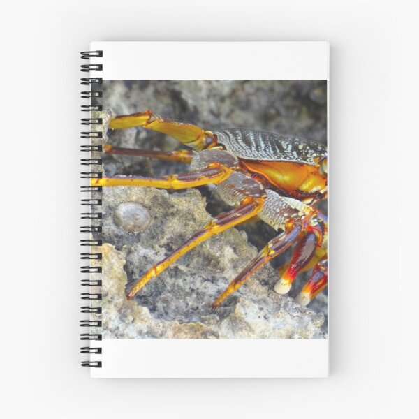 Item preview, Turtle Bay Resort Watamu Kenya rock crab designed and sold by exploramum.