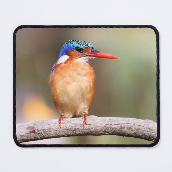 Item preview, Malachite Kingfisher designed and sold by Zoeljartwork.