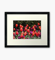 Tulips Framed Print
