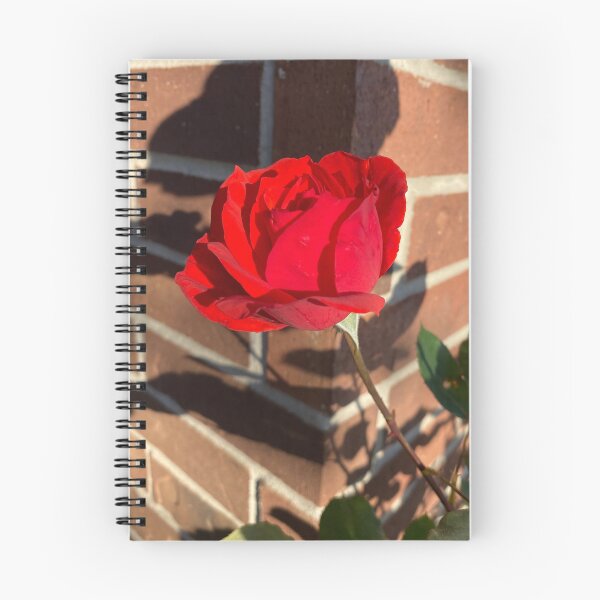 Item preview, Single Red Rose Bloom, Morning Light designed and sold by LoftyLoamBloom.