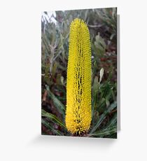 Banksia Attenuata (Candle Banksia) Greeting Card