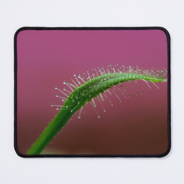 Item preview, Drosera With Pink Background designed and sold by JMDesignHouse.
