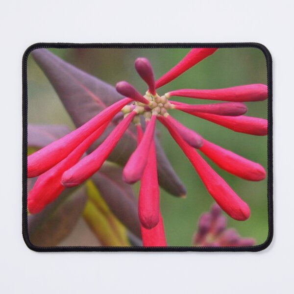 Item preview, Trumpet Honeysuckle - Buds of Coral Woodbine designed and sold by taiche.