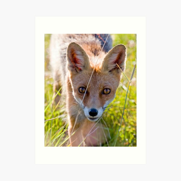 Young and curious fox Art Print