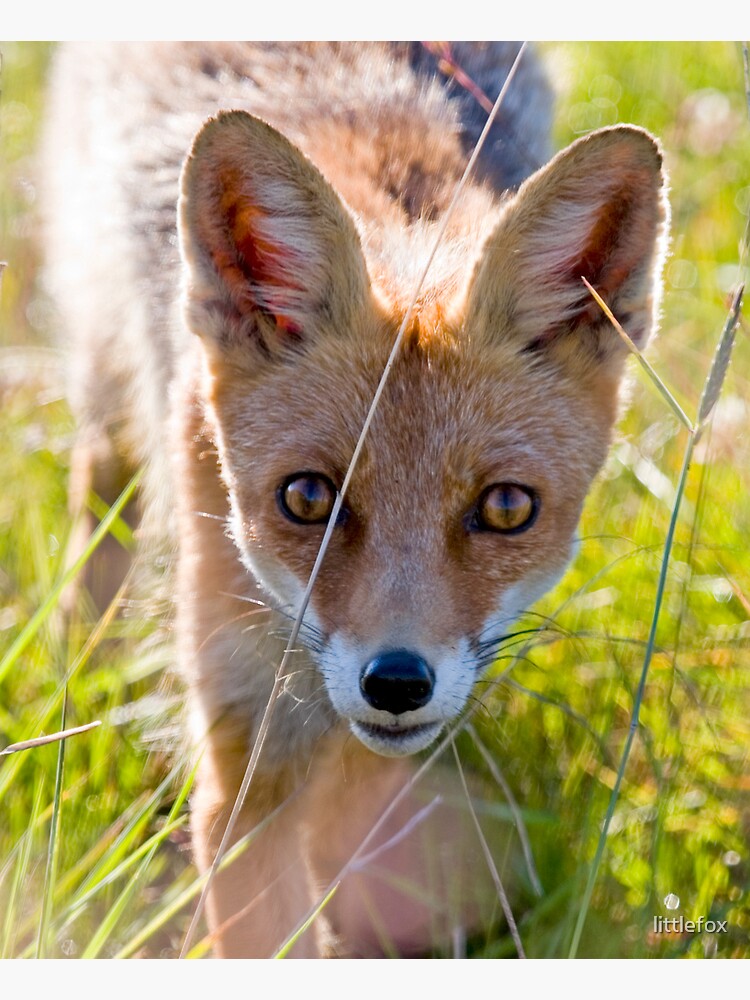 Young and curious fox by littlefox
