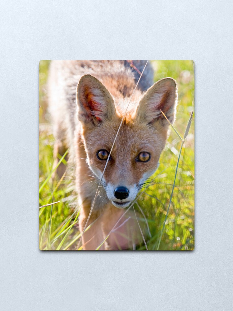 Alternate view of Young and curious fox Metal Print