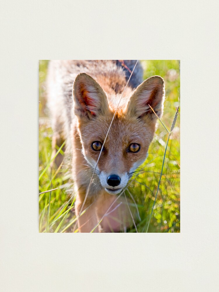 Alternate view of Young and curious fox Photographic Print
