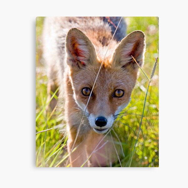 Young and curious fox Canvas Print