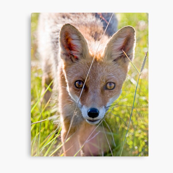 Young and curious fox Metal Print