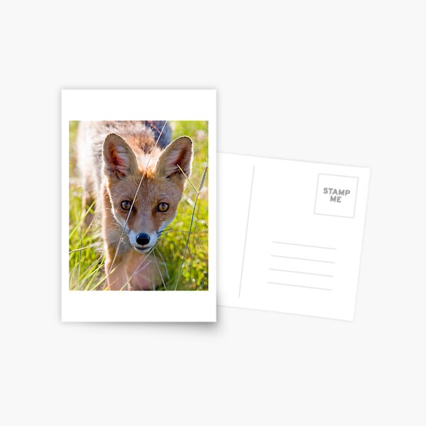 Young and curious fox Postcard