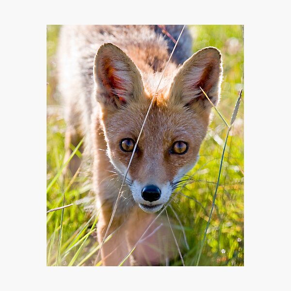 Young and curious fox Photographic Print