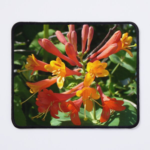 Item preview, Orange Flowers of Woodbine Honeysuckle designed and sold by taiche.