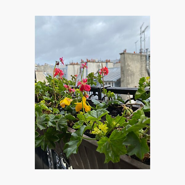 Artikelvorschau, Ein Blumenkasten auf einem Pariser Balkon entworfen und verkauft von OutOfTordinary.