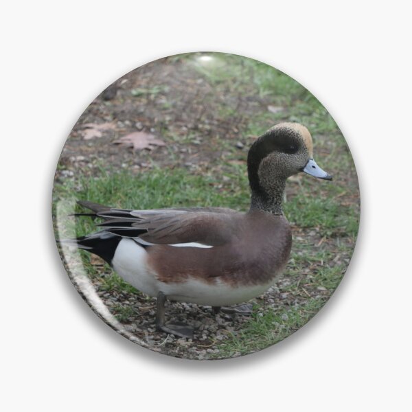 Item preview, Wigeon Bird Picture designed and sold by Monika Hamilton.