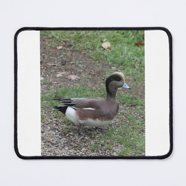 Item preview, Wigeon Bird Picture designed and sold by Monika Hamilton.