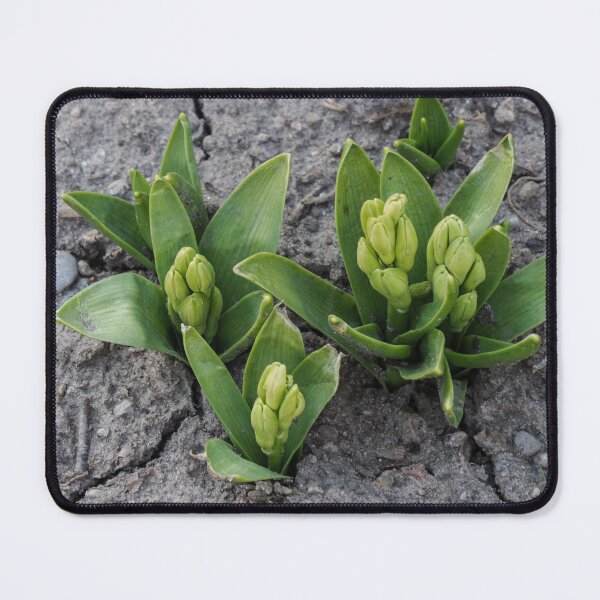 Item preview, Pushing Up Through Arid Soil designed and sold by Gerda Grice Photography.