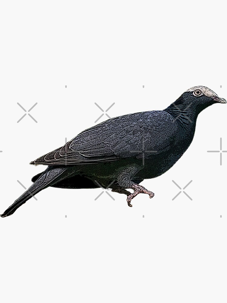 White Crowned Bald Pate Pigeon Color Design Sticker for Sale by