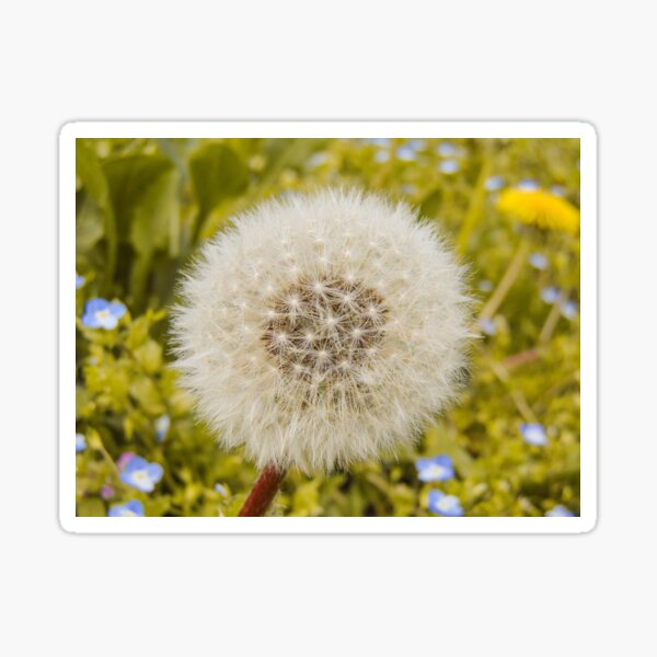 Item preview, Dandelion spring flower designed and sold by Melcu.