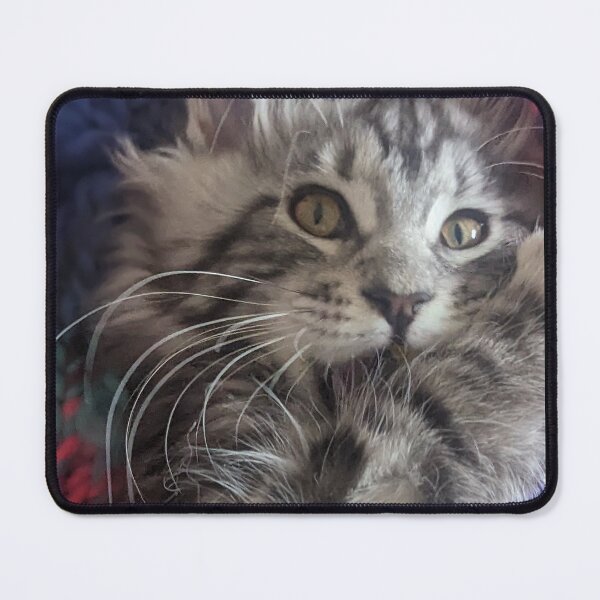 Item preview, Grey tabby Mainecoon kitten designed and sold by Fluffycat2020.