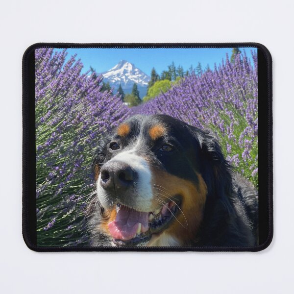 Item preview, Bernese Mountain Dog Oregon designed and sold by KantstandyaC.