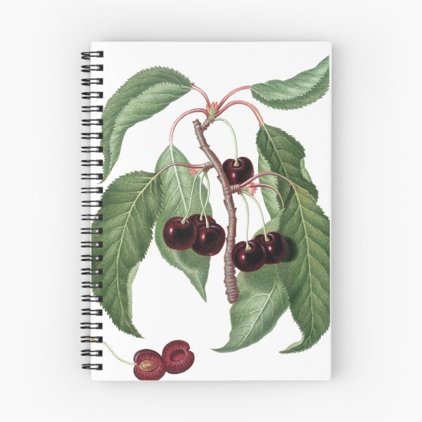 Item preview, Botanical - Cherry2 - [Myrobalan plum, cherry plum] (1817-1839) - Gallesio, Giorgio  designed and sold by imageresource.