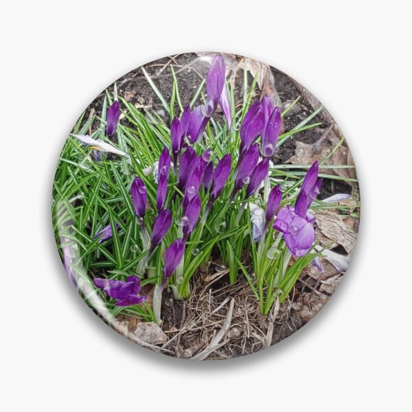 Item preview, Crocus in Early Spring designed and sold by WhiteSoftPetals.