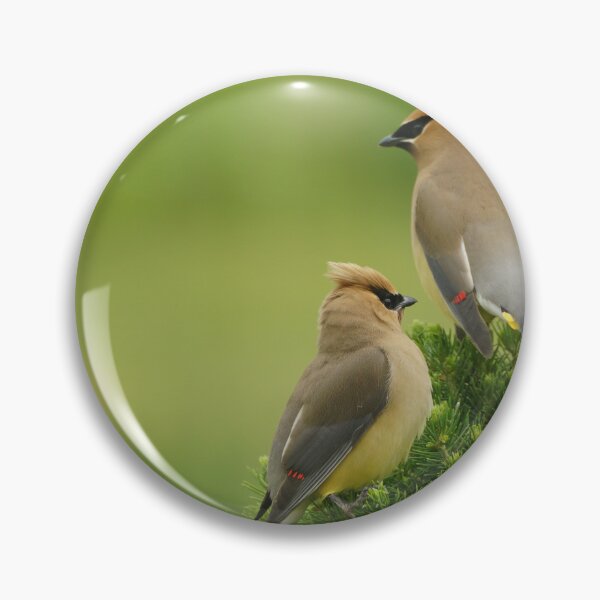 Item preview, Cedar waxwings in Wisconsin  designed and sold by distracted.