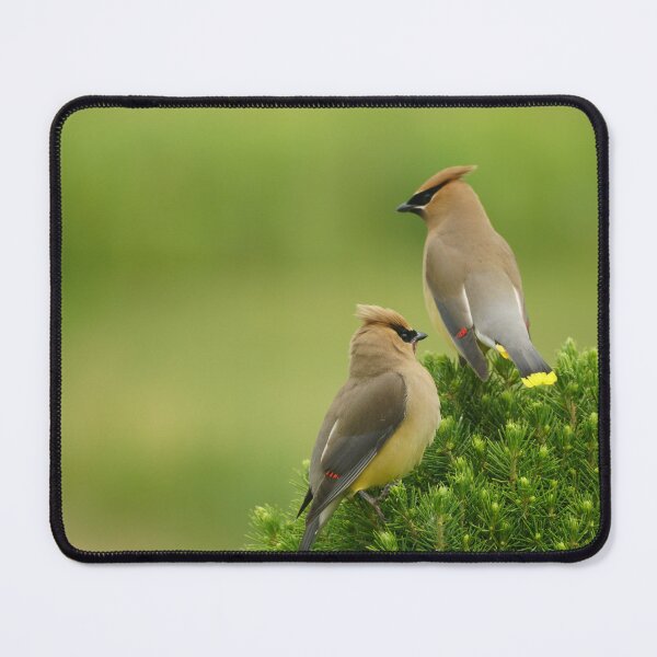 Item preview, Cedar waxwings in Wisconsin  designed and sold by distracted.
