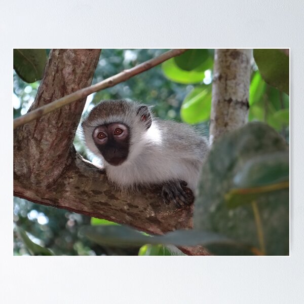 Item preview, White monkey in a Tree 2 designed and sold by exploramum.