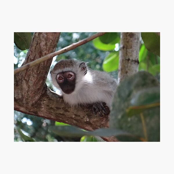 Item preview, White monkey in a Tree 2 designed and sold by exploramum.