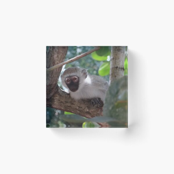 Item preview, White monkey in a Tree 2 designed and sold by exploramum.