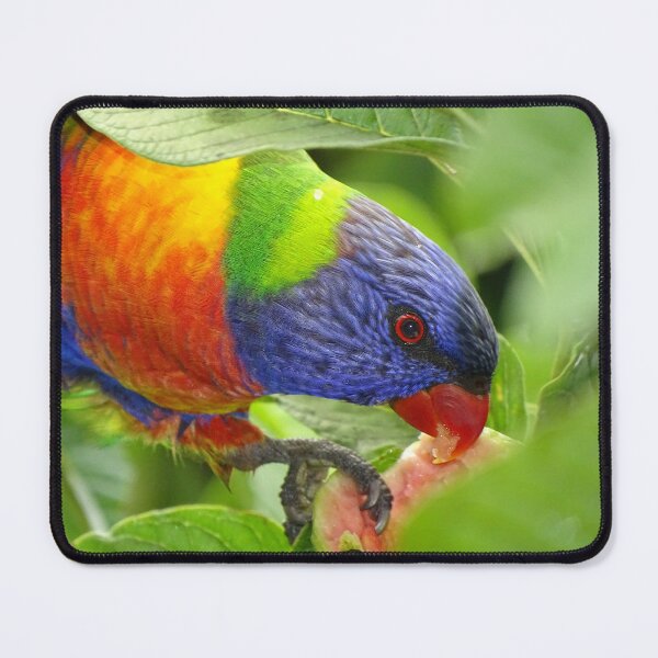 Item preview, Rainbow Lorikeet designed and sold by CoastandCountry.