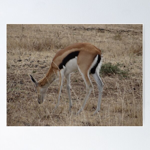 Item preview, African wildlife 4 designed and sold by exploramum.