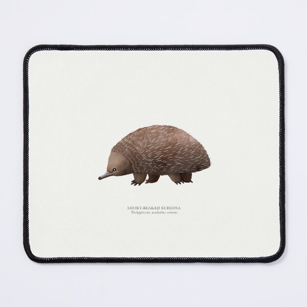 Item preview, Short-beaked Echidna designed and sold by samlyneill.