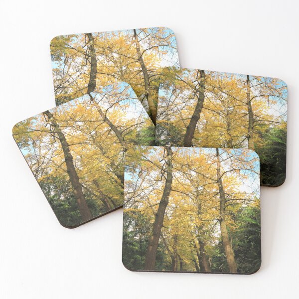 Item preview, Ginkgo biloba trees designed and sold by Gaspar Avila.
