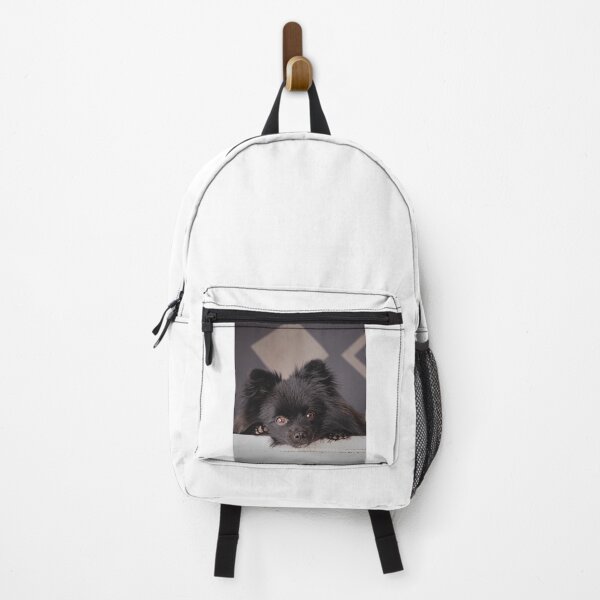 Item preview, Black Pomeranian Staring designed and sold by VanGaldo.