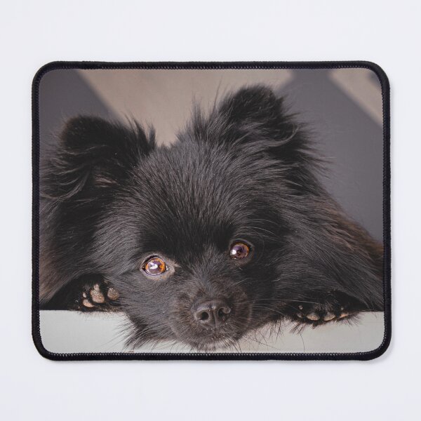 Item preview, Black Pomeranian Staring designed and sold by VanGaldo.