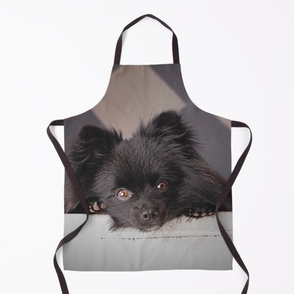 Item preview, Black Pomeranian Staring designed and sold by VanGaldo.