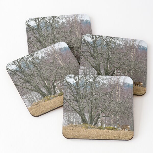 Item preview, Under the old tree. Roe deer designed and sold by Jouko Lehto Photography.