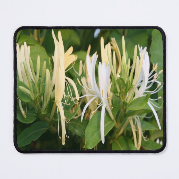 Item preview, Closeup Of Lonicera European Honeysuckle Flower designed and sold by taiche.