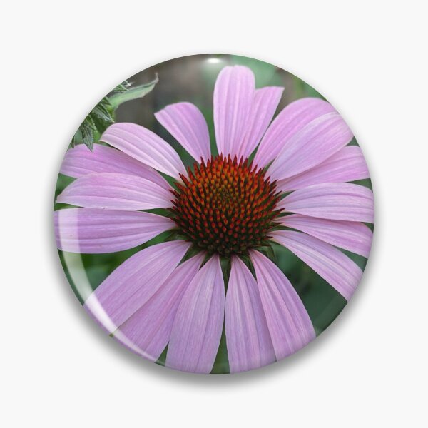 Item preview, Echinacea designed and sold by CedarBrookAcres.