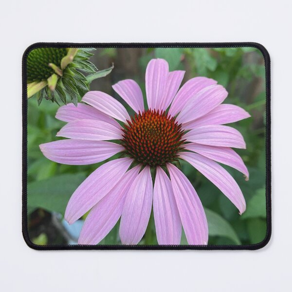 Item preview, Echinacea designed and sold by CedarBrookAcres.