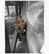 Beautiful Stray Tabby Kitten Poster