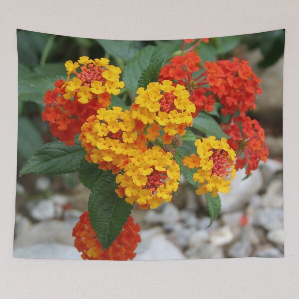 Item preview, Macro Of Shrub Verbenas or Lantanas (Lantana Camara)  designed and sold by taiche.