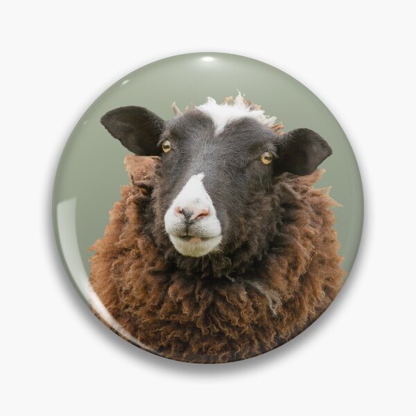 Item preview, Zwartbles Sheep designed and sold by Jane Stanley Photography.