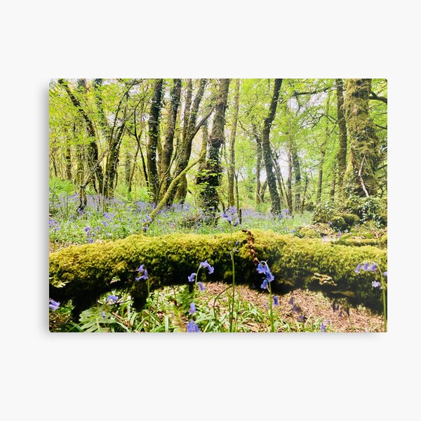 Aperçu de l'œuvre Bois de jacinthes des bois créée et vendue par onthisdayphotos.