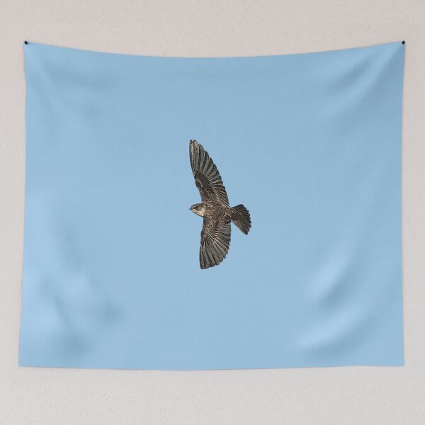 Item preview, Northern Rough Winged Swallow Color Design  designed and sold by designsasstultd.
