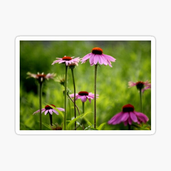 Abstract flowers Sticker